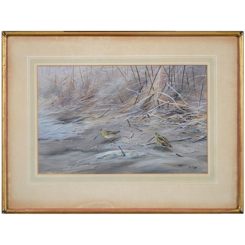 704 - George Edward Lodge (1860-1954) - Snipe,  signed, watercolour, 28 x 43.5cm