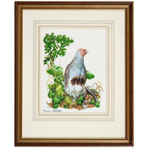 705 - M W Coe, 20th c - Common Partridge, signed and inscribed, watercolour, 31 x 24cm