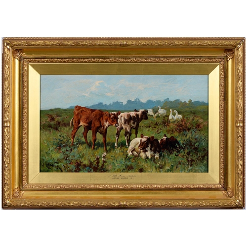 727 - Arthur Wardle, RI (1864-1949) - Calves and Geese in a Meadow, signed, oil on canvas, 31.5 x 54.5cm... 