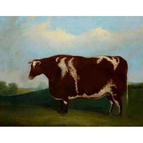 731 - J. Paul, British Journeyman Artist, mid-19th c - Short Horn Home Bred Bullock, Bred & Graze... 