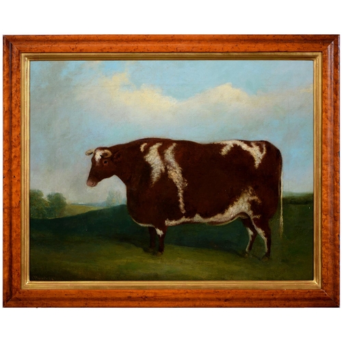 731 - J. Paul, British Journeyman Artist, mid-19th c - Short Horn Home Bred Bullock, Bred & Graze... 