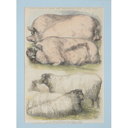 755 - Agriculture and Farming. Two boxes of 18th c and later prints, illustrating cattle, portraits o... 