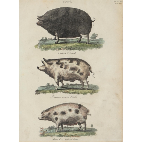 755 - Agriculture and Farming. Two boxes of 18th c and later prints, illustrating cattle, portraits o... 