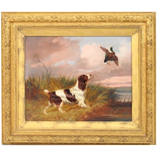 779 - Colin Graeme Roe (F. late 19th / early 20th c) - A Spaniel, signed, oil on canvas, 39 x 49.5cm... 