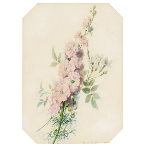 783 - Valentine Bartholomew (1799-1879) - Perlargonium; Larkspur, a pair, one signed and dated 1836, cut c... 