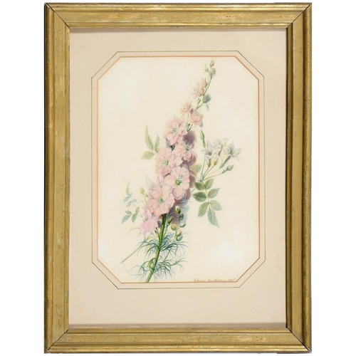 783 - Valentine Bartholomew (1799-1879) - Perlargonium; Larkspur, a pair, one signed and dated 1836, cut c... 