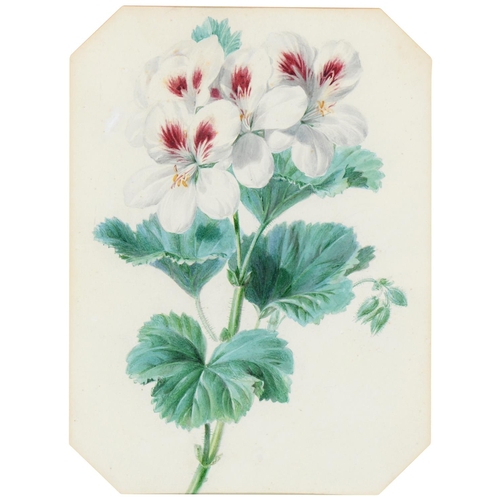 783 - Valentine Bartholomew (1799-1879) - Perlargonium; Larkspur, a pair, one signed and dated 1836, cut c... 