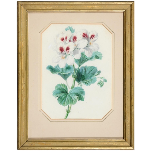 783 - Valentine Bartholomew (1799-1879) - Perlargonium; Larkspur, a pair, one signed and dated 1836, cut c... 