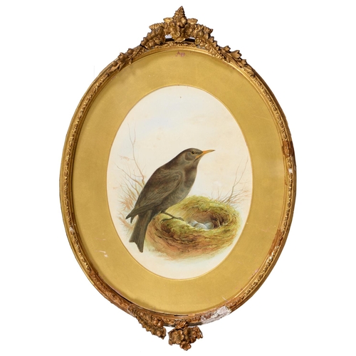 823 - Henry Barnabus Bright the Younger (1846-1897) - Goldfinch on Blossom; Blackbird and Nest, a pair, bo... 