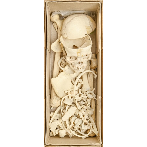 821 - Anatomy. Human skeletons, two, incomplete but including skulls, in deal or card box