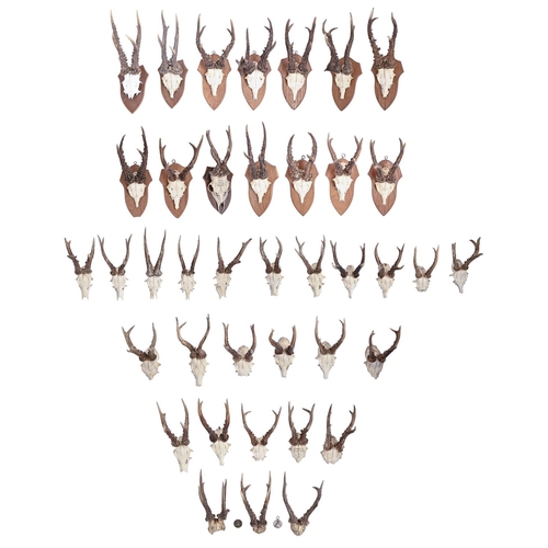 278 - An extensive collection of deer antlers and skull plates