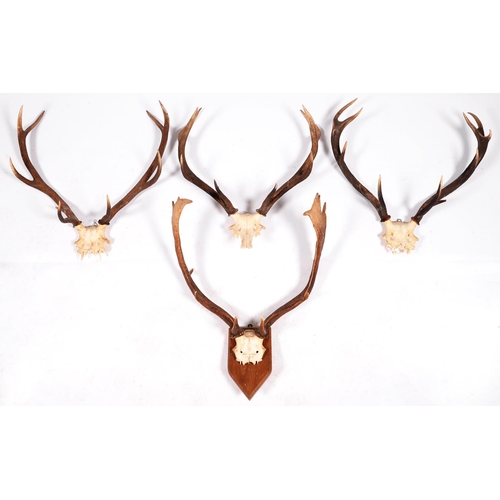 294 - Four pairs of deer antlers on skull plates, one dated 1963