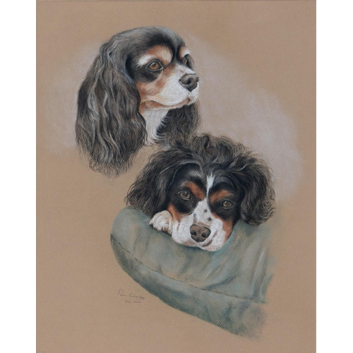 407 - Pam Coombs - Portrait of a King Charles Spaniel, signed and dated 1995, pastel, 41 x 33cm, a print a... 