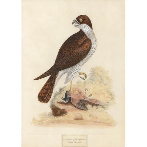 438 - Gabriel Smith (1724-1783) after various artists - Ornithological Subjects, 12, etchings, hand colour... 