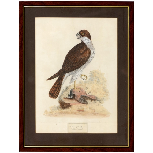 438 - Gabriel Smith (1724-1783) after various artists - Ornithological Subjects, 12, etchings, hand colour... 