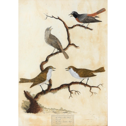 438 - Gabriel Smith (1724-1783) after various artists - Ornithological Subjects, 12, etchings, hand colour... 