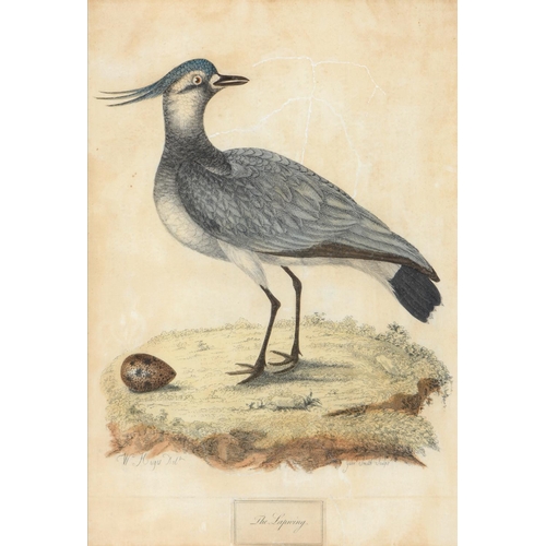 438 - Gabriel Smith (1724-1783) after various artists - Ornithological Subjects, 12, etchings, hand colour... 