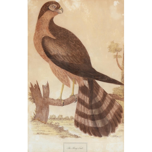 438 - Gabriel Smith (1724-1783) after various artists - Ornithological Subjects, 12, etchings, hand colour... 