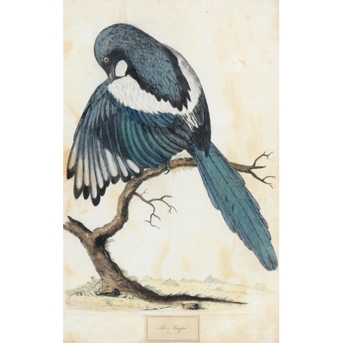 438 - Gabriel Smith (1724-1783) after various artists - Ornithological Subjects, 12, etchings, hand colour... 