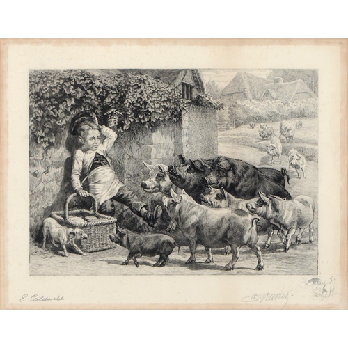 462 - Alexandre Louis Gravier (1835-1905) after Edmund Caldwell (1852-1930) - Pigs, etching, signed in pen... 