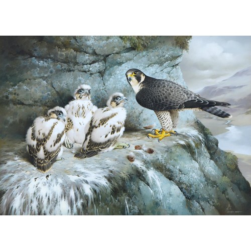 440 - Raymond C Watson - Peregrine Falcon and Young in an Eyrie, watercolour and gouache, signed, 60 x 80c... 