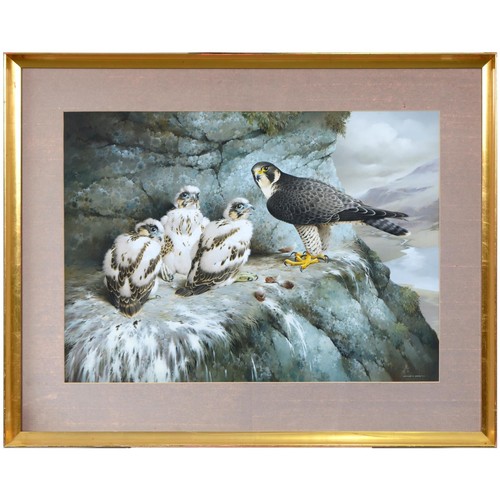 440 - Raymond C Watson - Peregrine Falcon and Young in an Eyrie, watercolour and gouache, signed, 60 x 80c... 