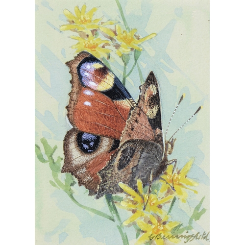 1115 - Gordon Beningfield (1936-1998) - Peacock Butterfly, signed, watercolour, 80 x 111mmProvenance: Chris... 