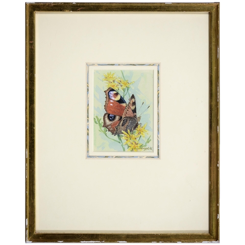 1115 - Gordon Beningfield (1936-1998) - Peacock Butterfly, signed, watercolour, 80 x 111mmProvenance: Chris... 