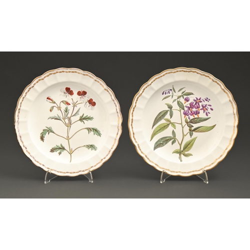 518 - Two Derby botanical plates, c1800, painted with specimen plants in fluted gilt border, 22cm diam, pa... 