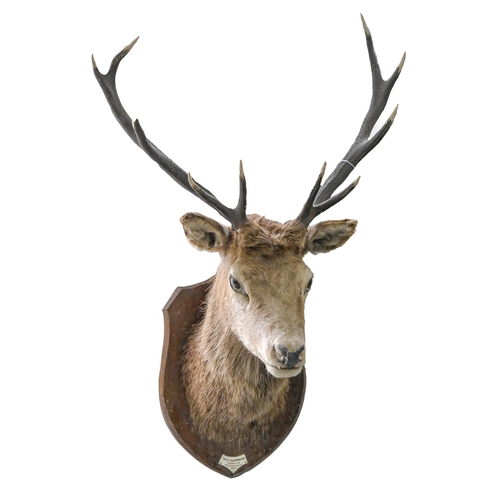 895 - Taxidermy. Deer, 1947, full head mount with antlers, on oak shield, with ivorine tablet inscribed Ca... 