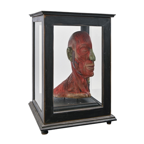 913 - Anatomy. An ecorche half model of the human head, ebonised case, 51cm h