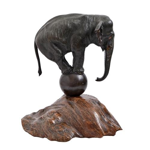 927 - A Japanese sculpture of an elephant balancing on a ball, Meiji period, root wood stand, 35cm h, Seiy... 