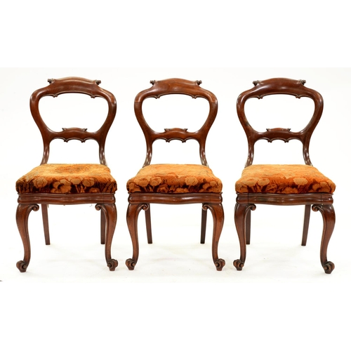 1336 - A set of three Victorian mahogany dining chairs, the scrolling legs with carved volute feet... 