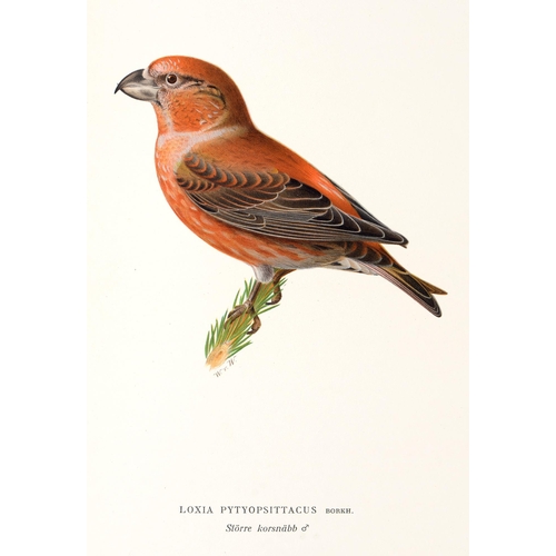 184 - Ornithology. Wright (M., W. & F. von, illustrators) & Lönnberg (Einar),  Svenska Fåglar, eft... 