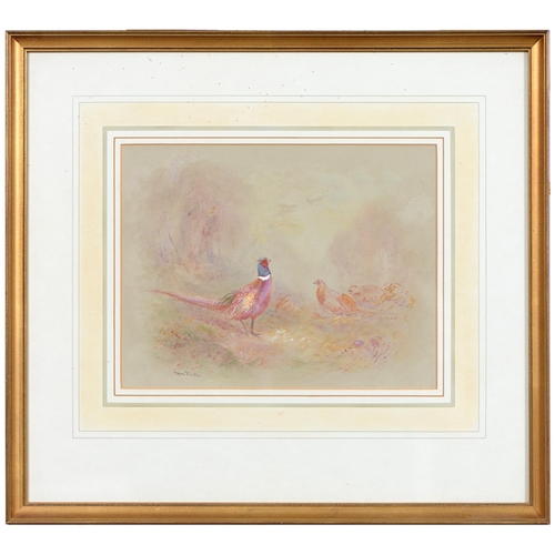 1009 - James Stinton (1870-1961) - Pheasants, a pair, both signed, watercolour on coloured paper, 22 x 18.5... 