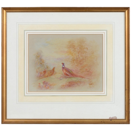 1009 - James Stinton (1870-1961) - Pheasants, a pair, both signed, watercolour on coloured paper, 22 x 18.5... 