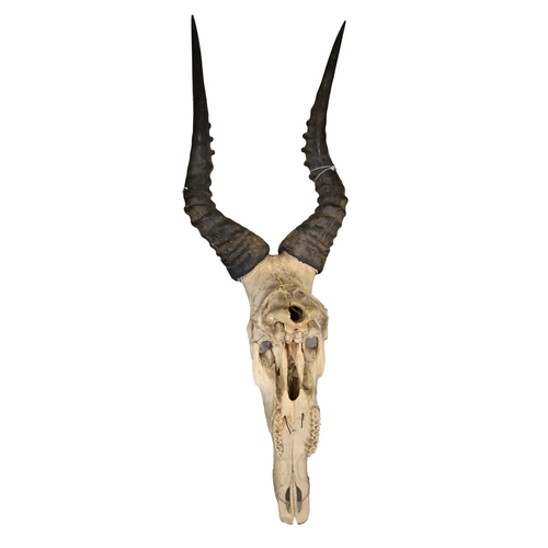 1433 - Natural History. A springbok's skull with two antlers, probably South Africa, 91cm h... 