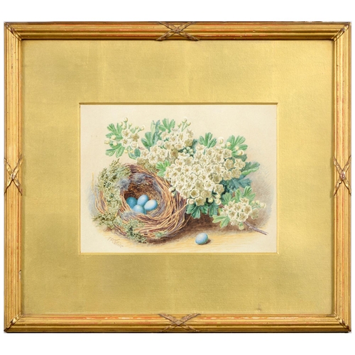 878 - Thomas Frederick Collier (1823-1885) - Still Life with a Bird's Nest, signed, watercolour, 13.5 x 18... 