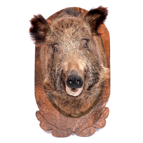 760 - Taxidermy. A wild boar (Sus Scrofa) head, mounted on a carved oak plaque, 65 x 35cm, 55cm d... 