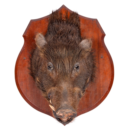 761 - Taxidermy. A wild boar (Sus Scrofa) head, mounted on a mahogany shield bearing label reading Wild bo... 