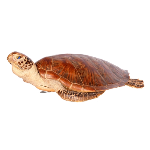 762 - Taxidermy. Loggerhead Sea Turtle (Caretta Caretta), early 20th c, 59 x 40cm