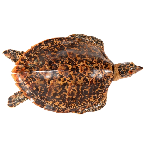 763 - Taxidermy. Hawksbill Turtle (Eretmochecys Imbricata), early 20th c, 60 x 38cm