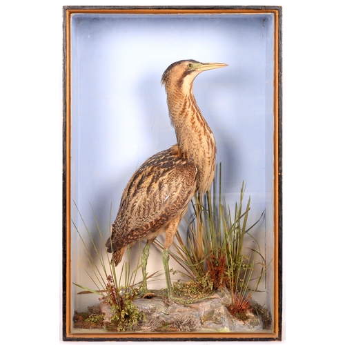 765 - Taxidermy. A Eurasian Bittern (Botaurus Stellaris), early 20th c, mounted in a glass fronted display... 