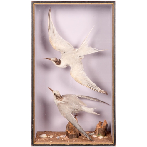 766 - Taxidermy. A pair of Terns (Sternidae), early 20th c, realistically mounted in flight in a glass fro... 