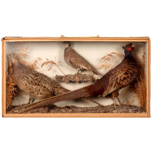 767 - Taxidermy. A cased set of three British gamebirds, to include pheasant, grouse and partridge, 42cm h... 