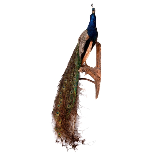 772 - Taxidermy. A peacock (Pavo Cristatus), mounted on a branch, 187cm l