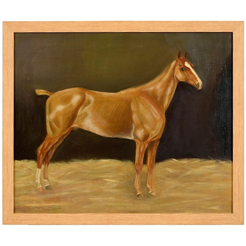 839 - English School, 20th c - Portrait of a Stallion, oil on canvas, 49.5 x 60cm