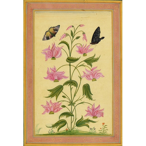 860 - Indian School - Botanical Subjects, one with butterlfies, a pair, ink and wash with gold in blue and... 