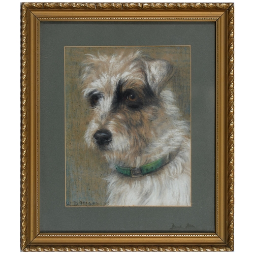 864 - Maud D Heaps (1877-1964) - Head of a Terrier, signed, pastel, 22 x 17cm