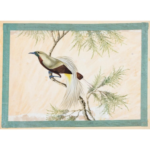 866 - Thirteen Chinese rice paper paintings, first half 19th c, subjects comprising figures (6), birds (4)... 